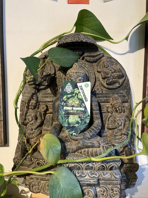 Sticky Broccoli. Week 0 - Running Sticky Broccoli from Zamnesia