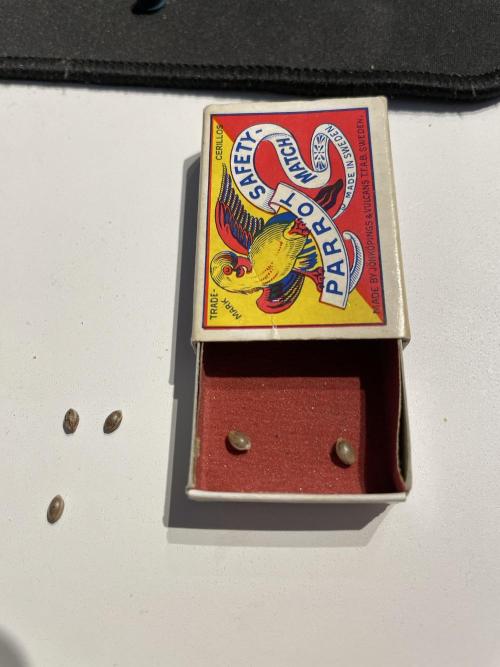 Sticky Broccoli. Week 0 - Scuffing the seeds