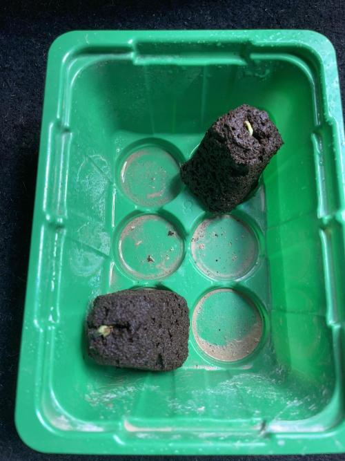 Sticky Broccoli. Week 0 - 96 hours later, we have germination