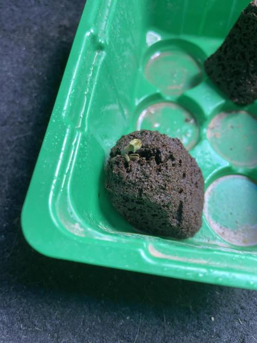 Sticky Broccoli. Week 0 - Peekaboo!