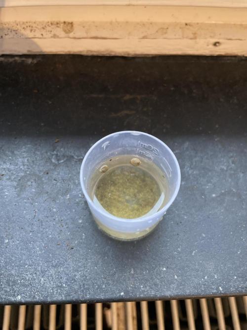 Sticky Broccoli. Week 0 - Putting the seeds in a fulvic acid and kelp meal mixture