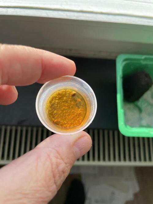 Sticky Broccoli. Week 0 - The next day, the seeds are fully soaked and have sunk to the borrom