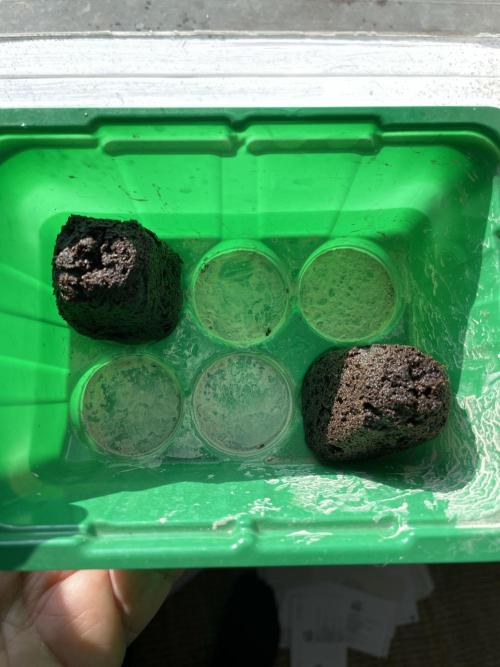 Sticky Broccoli. Week 0 - Planting the seeds in Root Riot pugs
