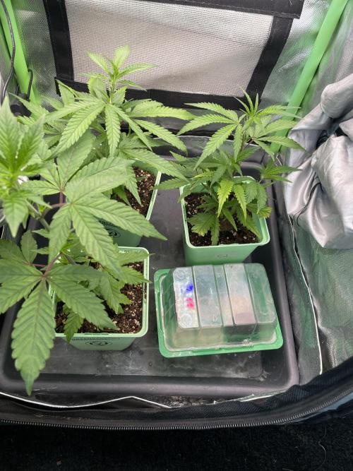 Sticky Broccoli. Week 0 - Placing the germination tray in the tent with the clones