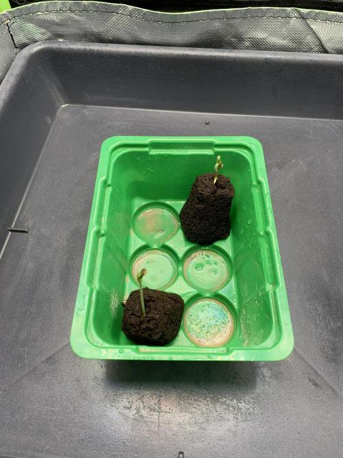 Sticky Broccoli. Week 1 - D1.