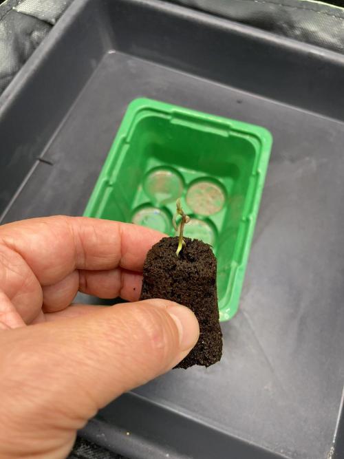 Sticky Broccoli. Week 1 - D1.