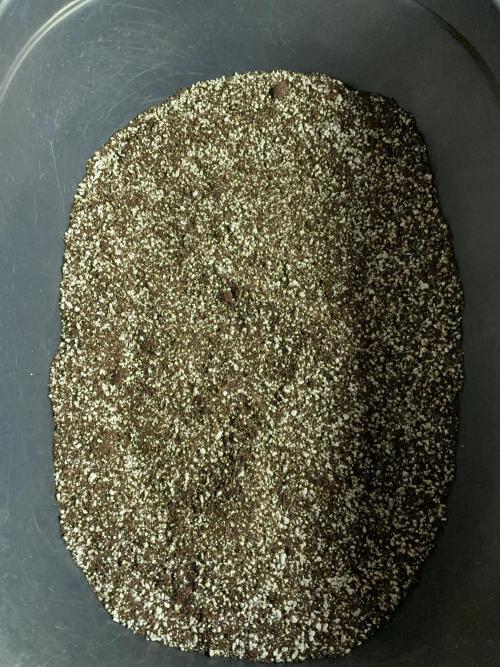 Sticky Broccoli. Week 1 - D2. All done - 50/50 coco/perlite