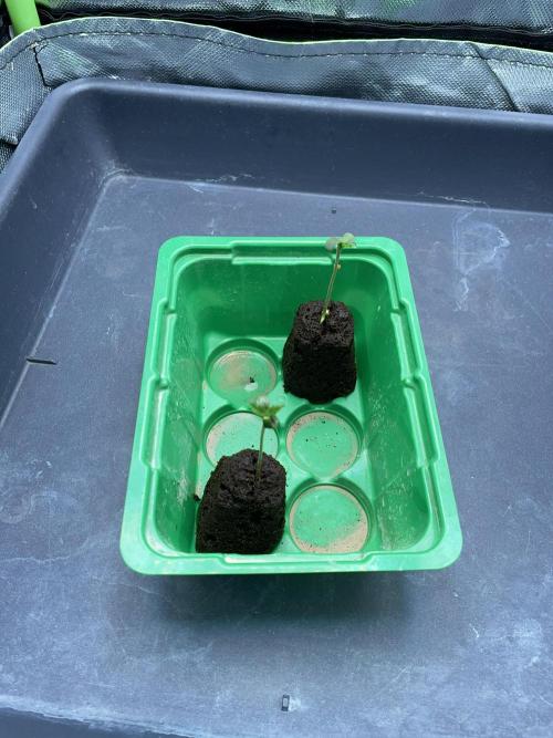 Sticky Broccoli. Week 1 - D2.