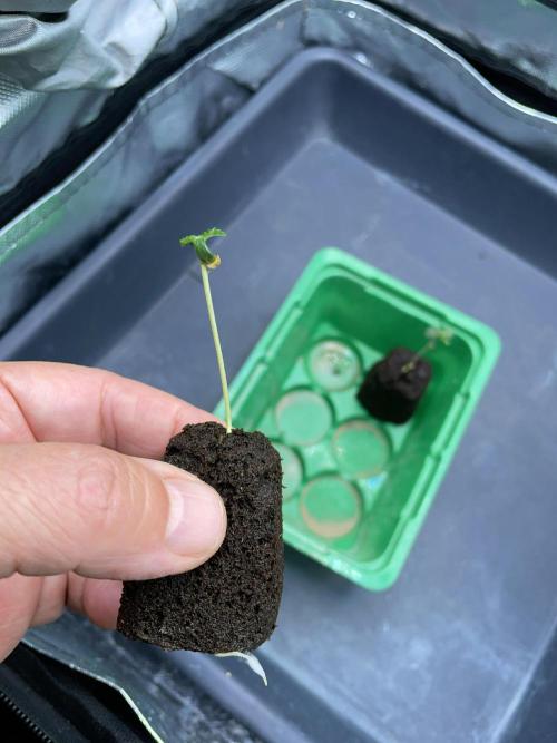 Sticky Broccoli. Week 1 - D2.