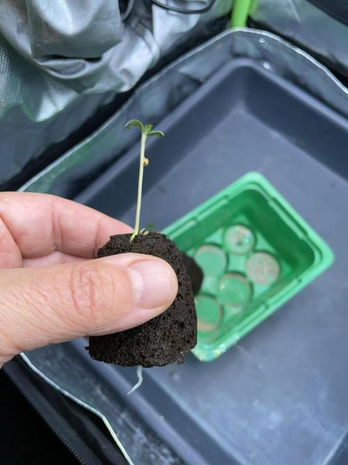 Sticky Broccoli. Week 1 - D2.