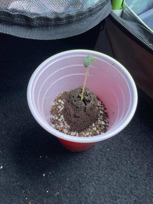 Sticky Broccoli. Week 1 - D2. Transplanting into a solo cup
