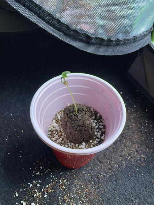 Sticky Broccoli. Week 1 - D2. Transplanting into a solo cup