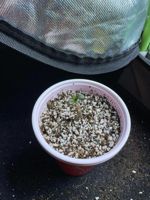 Sticky Broccoli. Week 1 - D2. Snug as a bug