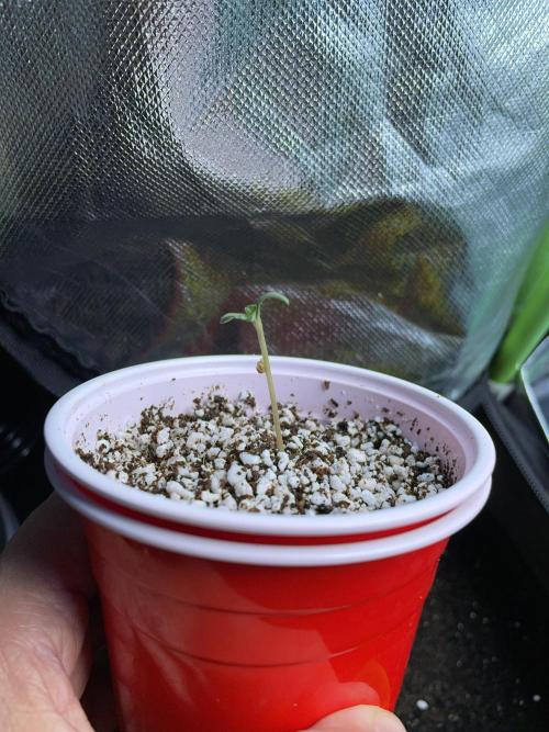 Sticky Broccoli. Week 1 - D2. Onward and upwards!