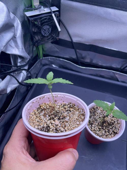 Sticky Broccoli. Week 1 - D7. 