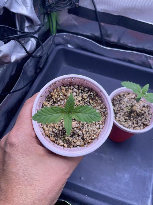 Sticky Broccoli. Week 1 - D7. 