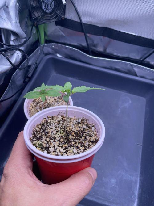 Sticky Broccoli. Week 1 - D7. 