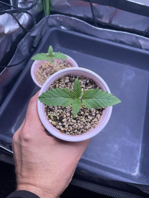 Sticky Broccoli. Week 1 - D7. 