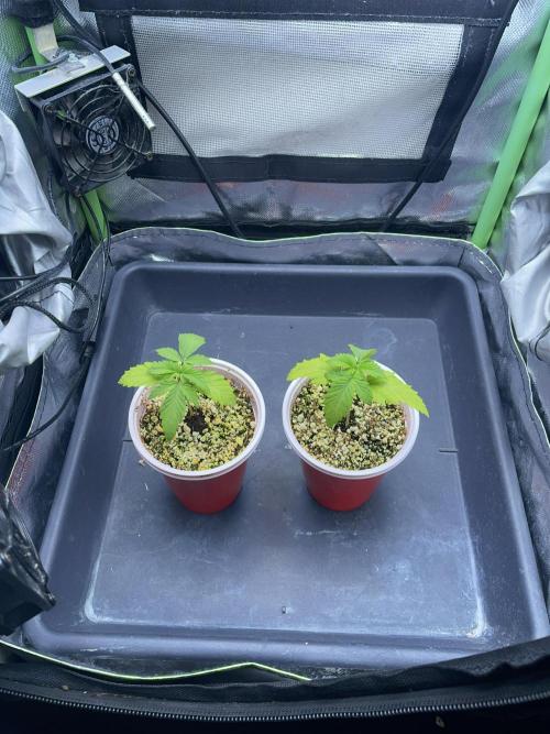 Sticky Broccoli. Week 2 - D14.