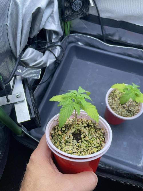 Sticky Broccoli. Week 2 - D14. #1