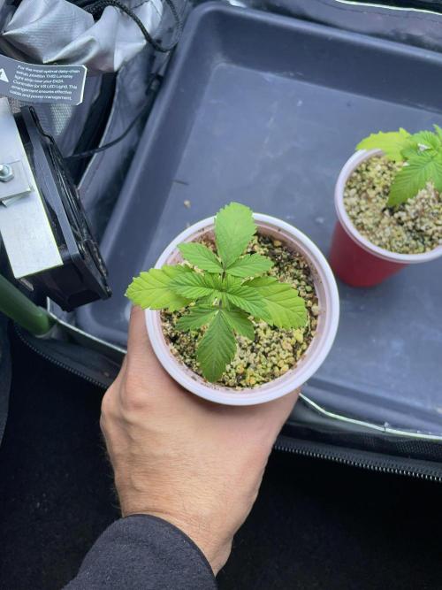 Sticky Broccoli. Week 2 - D14. #1