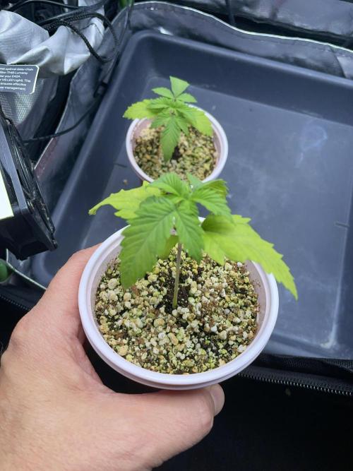 Sticky Broccoli. Week 2 - D14. #2
