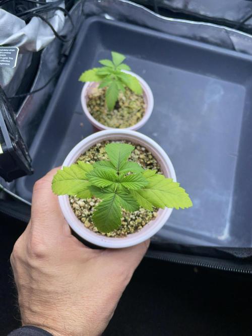 Sticky Broccoli. Week 2 - D14. #2
