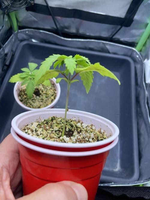 Sticky Broccoli. Week 2 - D14. #2