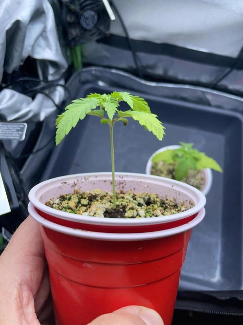 Sticky Broccoli. Week 2 - D14. #1