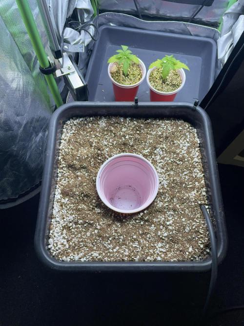 Sticky Broccoli. Week 2 - D14. Preparing the AutoPot prior to transplanting