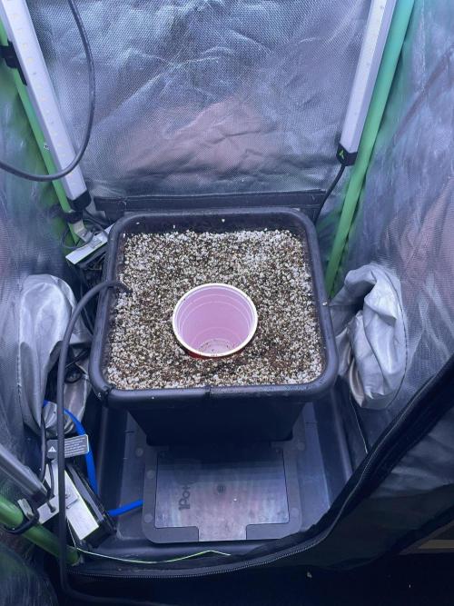 Sticky Broccoli. Week 2 - D14. It's a tight fit, planting off-center in the AutoPot