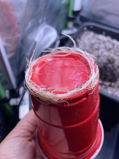 Sticky Broccoli. Week 2 - D14. Roots coming out of the cup