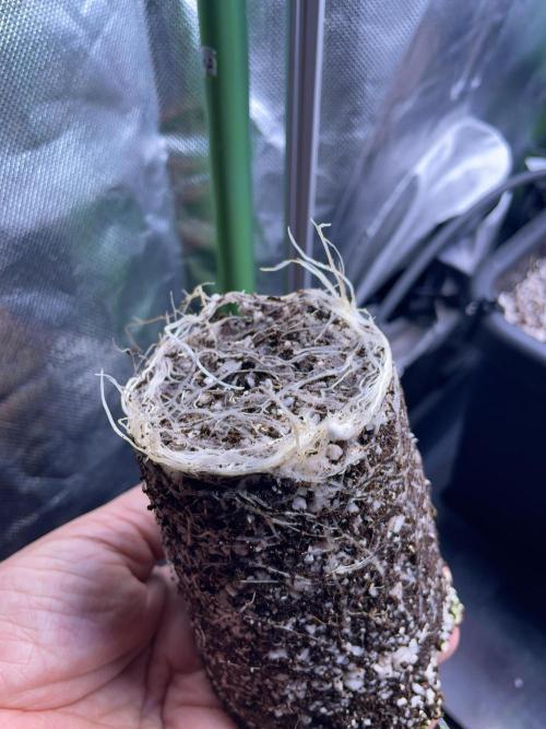 Sticky Broccoli. Week 2 - D14. Root ball looks fine