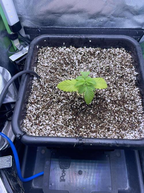 Sticky Broccoli. Week 2 - D14. All moved into her final home