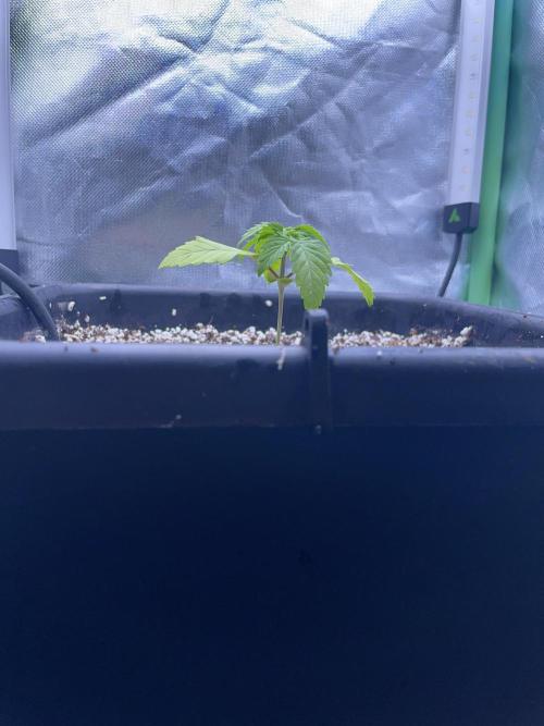Sticky Broccoli. Week 2 - D14. Peekaboo
