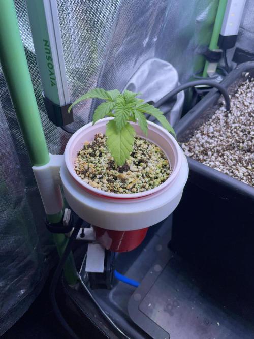 Sticky Broccoli. Week 2 - D14. #1 hanging out in a corner