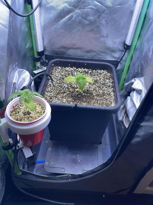 Sticky Broccoli. Week 2 - D14. I'll keep #1 for a while and then I'll decide what to do with her