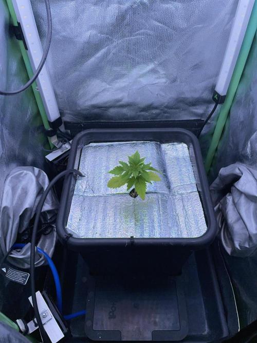 Sticky Broccoli. Week 3 - D21.