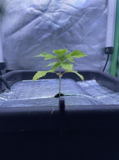 Sticky Broccoli. Week 3 - D21.