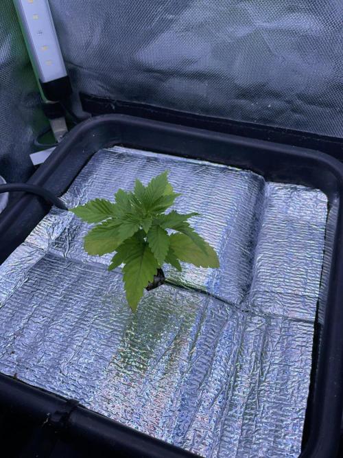 Sticky Broccoli. Week 3 - D21.