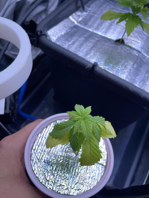 Sticky Broccoli. Week 3 - D21. The second girl is looking terrible