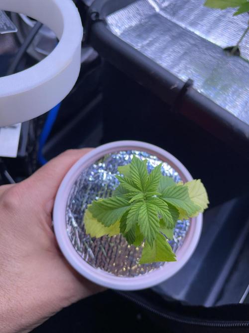 Sticky Broccoli. Week 3 - D21.