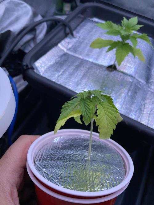 Sticky Broccoli. Week 3 - D21.