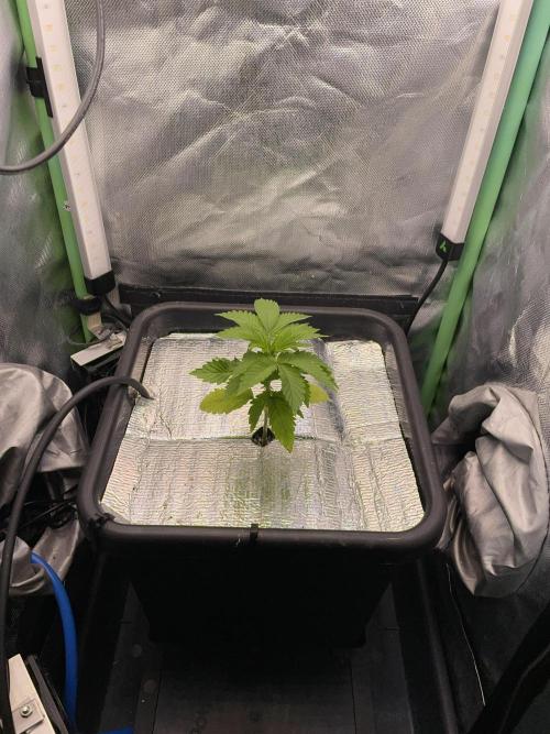 Sticky Broccoli. Week 4 - D24.