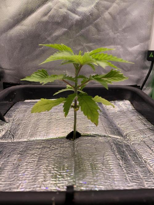Sticky Broccoli. Week 4 - D24.