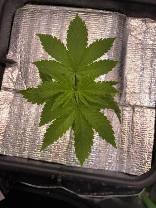 Sticky Broccoli. Week 4 - D24.
