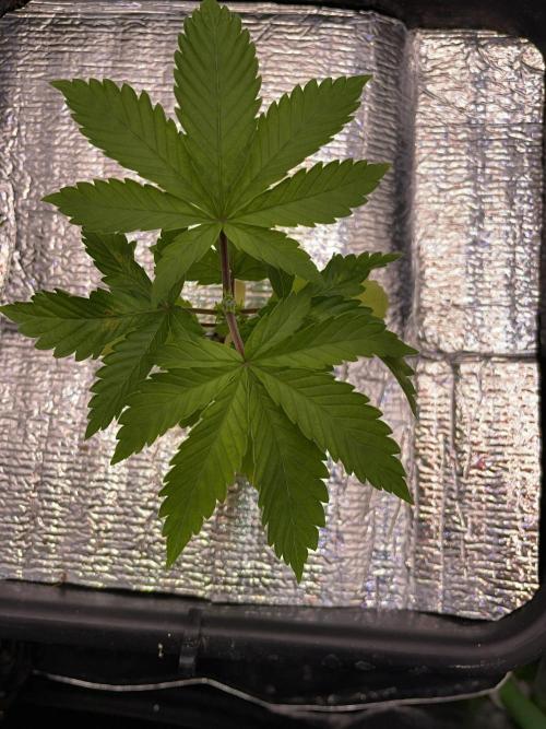 Sticky Broccoli. Week 4 - D24.