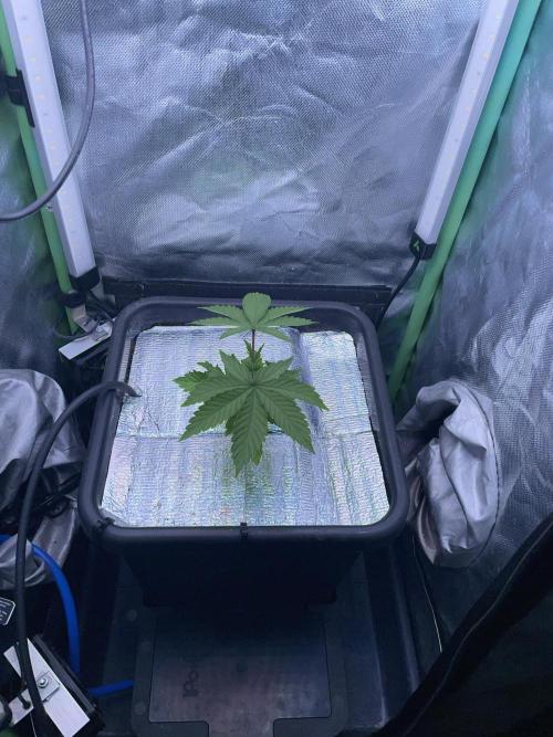 Sticky Broccoli. Week 4 - D28.