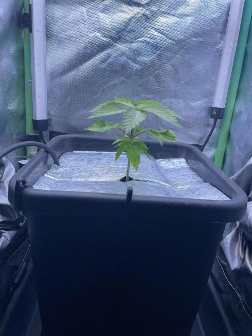 Sticky Broccoli. Week 4 - D28.