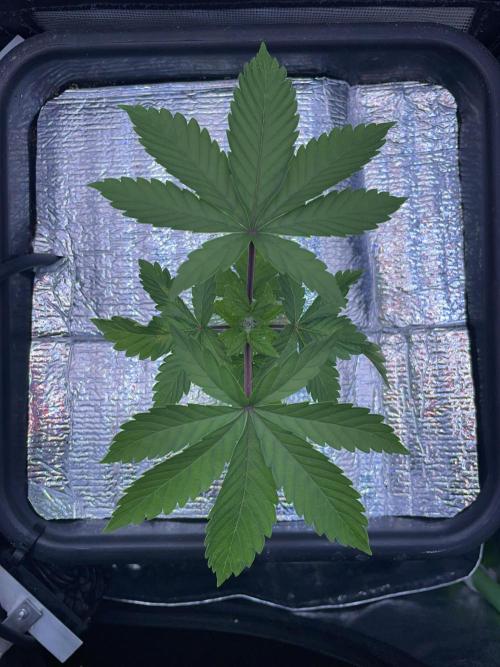 Sticky Broccoli. Week 4 - D28.